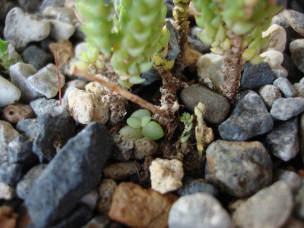 Name:  name the succulent.jpg
Views: 1911
Size:  66.9 KB