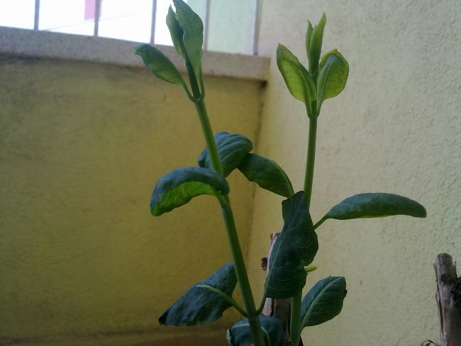 Name:  07042013112.jpg
Views: 2700
Size:  30.7 KB