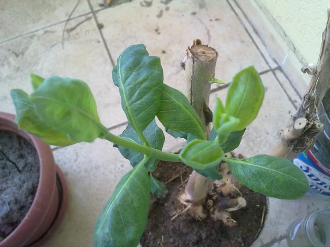 Name:  07042013114.jpg
Views: 2867
Size:  41.8 KB