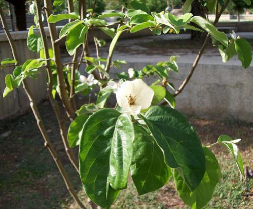 Name:  100_7262.jpg
Views: 2496
Size:  41.4 KB