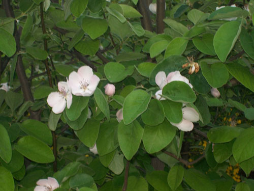 Name:  100_8852.JPG
Views: 2205
Size:  68.0 KB