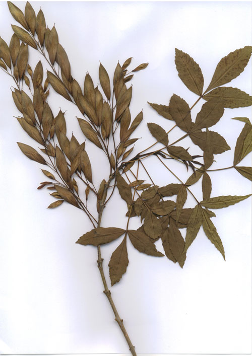 Name:  fraxinus-sp.jpg
Views: 2577
Size:  68.8 KB