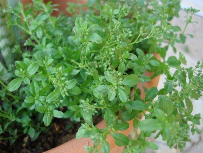 Name:  unkonown plant.jpg
Views: 1799
Size:  51.4 KB