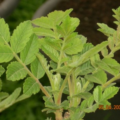 Name:  x1.jpg
Views: 7569
Size:  67.8 KB