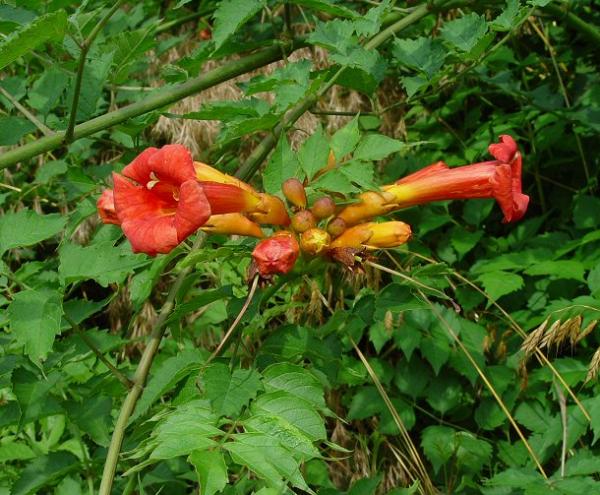 Name:  Campsis_radicans_plant.jpg
Views: 4091
Size:  65.1 KB
