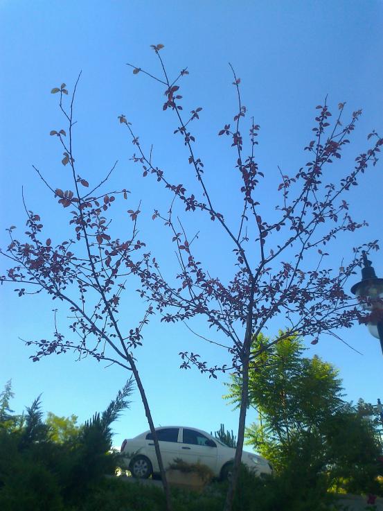 Name:  Fotoraf0360.jpg
Views: 1772
Size:  73.1 KB