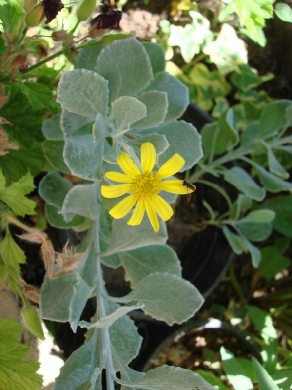 Name:  name this plant.jpg
Views: 2037
Size:  62.1 KB
