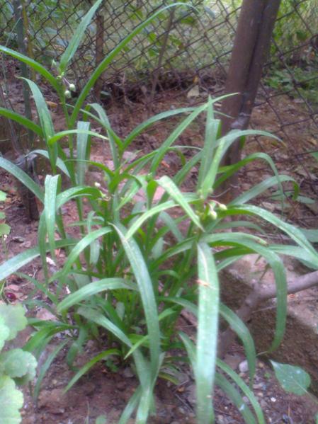 Name:  sbt3.jpg
Views: 1975
Size:  52.7 KB