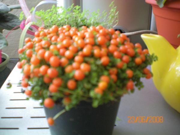Name:  100_0025.jpg
Views: 1362
Size:  33.2 KB