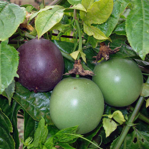 Name:  PASSIFLORA EDULIS.jpg
Views: 1171
Size:  60.4 KB