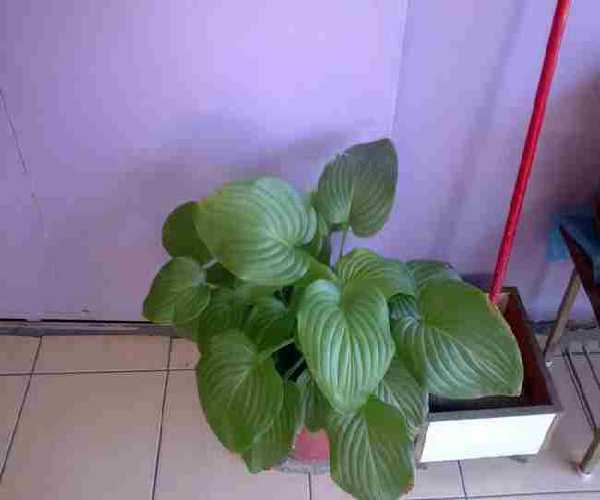 Name:  Grnt0465.jpg
Views: 2241
Size:  25.2 KB