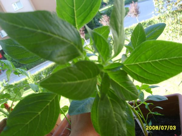 Name:  1.jpg
Views: 2090
Size:  40.4 KB
