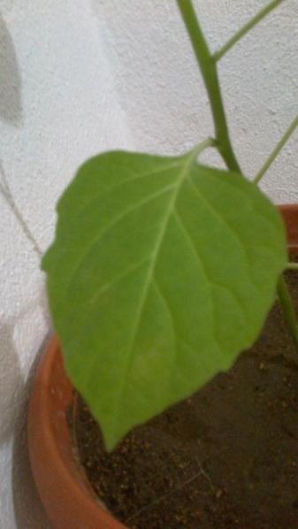 Name:  2013-07-06-111.jpg
Views: 1878
Size:  20.4 KB