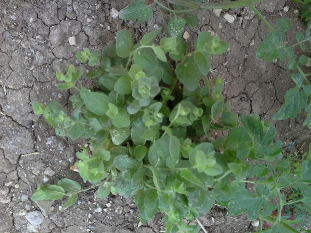Name:  20130707_084539.jpg
Views: 3596
Size:  62.3 KB