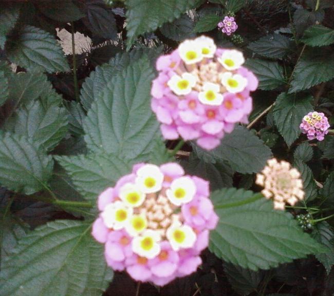 Name:  Fotoraf2883.jpg
Views: 2809
Size:  56.8 KB