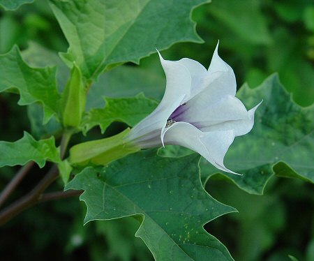 Name:  Datura_stramonium_flower2.jpg
Views: 2842
Size:  39.2 KB