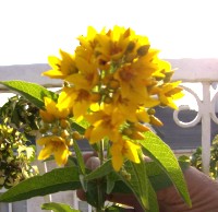 Name:  1.jpg
Views: 5594
Size:  39.6 KB
