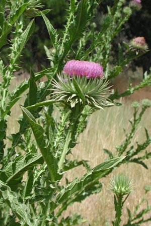 Name:  Eek-Dikeni-Fare-Kula.jpg
Views: 17654
Size:  49.1 KB