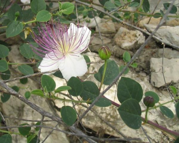 Name:  capparis.jpg
Views: 14304
Size:  50.3 KB