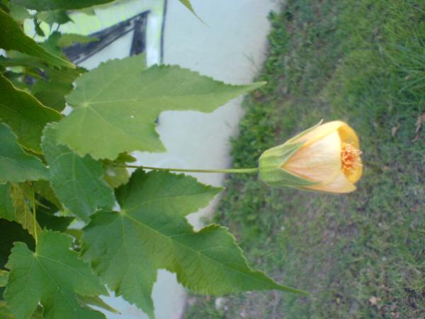 Name:  DSC04163.jpg
Views: 7198
Size:  34.8 KB