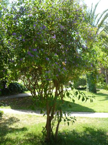 Name:  morcicekliagacgovde.jpg
Views: 2893
Size:  56.8 KB