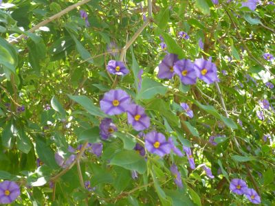 Name:  Moriekliagacck.jpg
Views: 4009
Size:  36.2 KB