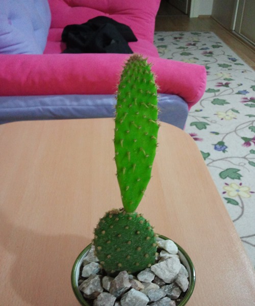 Name:  Opuntia microdays.jpg
Views: 1346
Size:  68.9 KB