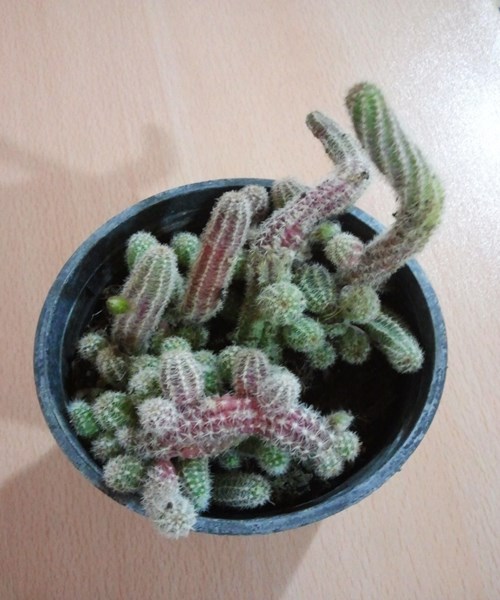 Name:  Chamaecereus silvestrii.jpg
Views: 1176
Size:  69.3 KB