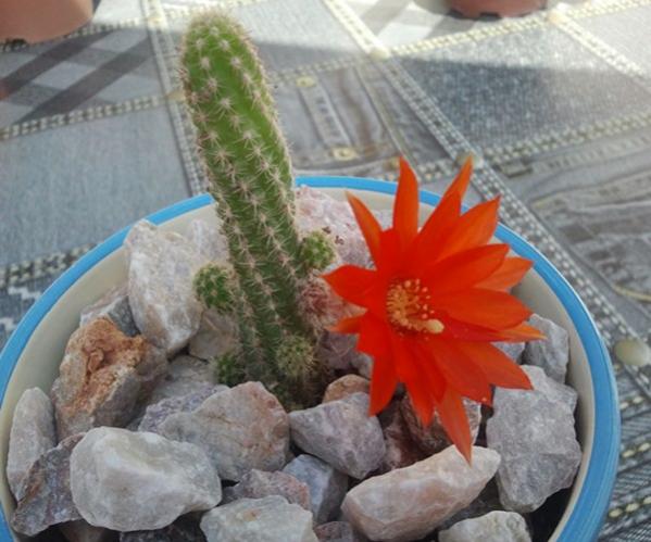 Name:  Chamaecereus silvestrii.jpg
Views: 1326
Size:  46.0 KB