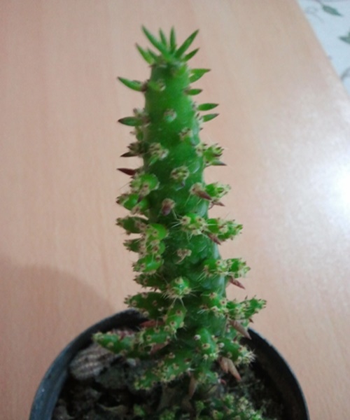 Name:  Opuntia subulata.jpg
Views: 1268
Size:  69.3 KB