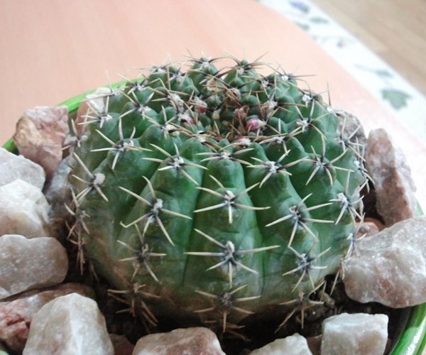 Name:  Gymnocalycium baldianum.jpg
Views: 1365
Size:  69.0 KB