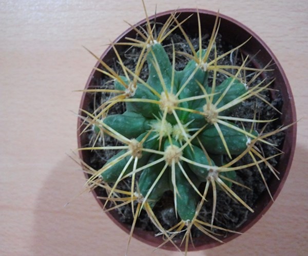 Name:  Ferocactus glaucescens.jpg
Views: 1199
Size:  68.4 KB