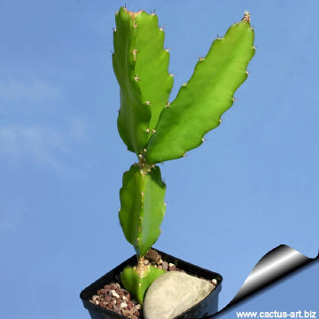 Name:  Hylocereus_undatus_01_360.jpg
Views: 1770
Size:  15.4 KB