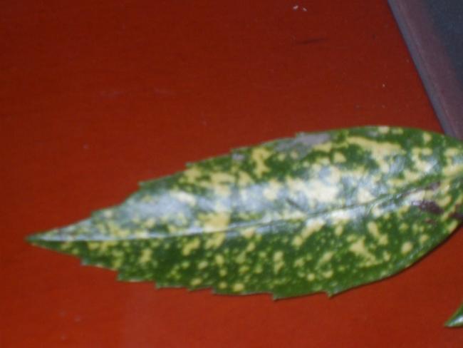 Name:  DSCF2303.jpg
Views: 1414
Size:  23.2 KB