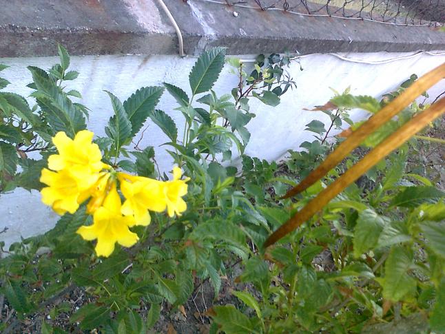 Name:  Fotoraf0128.jpg
Views: 3456
Size:  70.3 KB