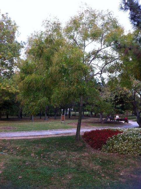 Name:  IMG_1041.jpg
Views: 2674
Size:  70.6 KB