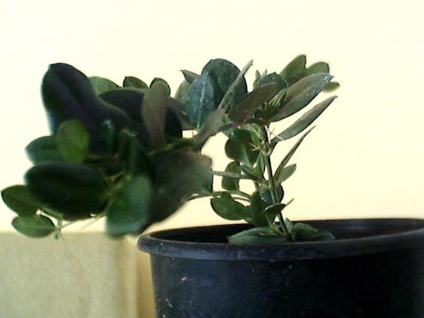 Name:  Resim 005.jpg
Views: 1574
Size:  26.3 KB