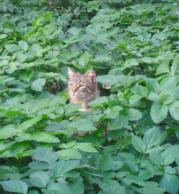 Name:  Adszh.jpg
Views: 1720
Size:  28.1 KB