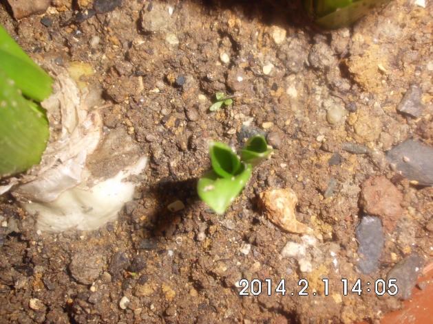 Name:  CIMG4976.jpg
Views: 936
Size:  70.5 KB