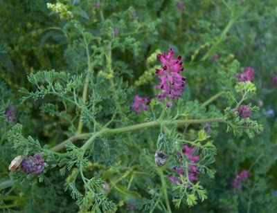 Name:  fumaria_officinalis_14.jpg
Views: 2264
Size:  42.7 KB