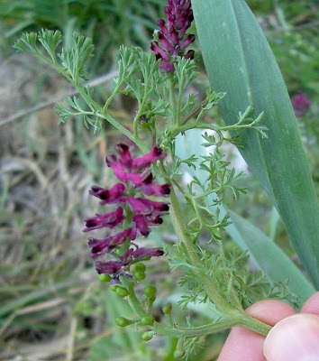 Name:  fumaria_officinalis_15.jpg
Views: 1959
Size:  47.7 KB