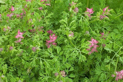 Name:  fumaria_officinalis_20.jpg
Views: 2154
Size:  65.2 KB
