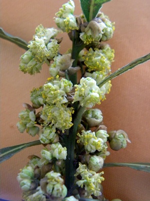 Name:  DSCN9083.JPG
Views: 1971
Size:  67.2 KB