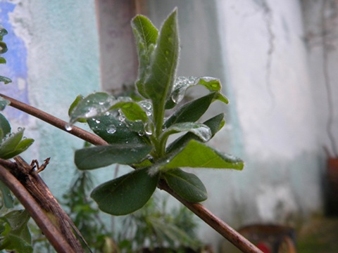 Name:  DSCN9044.JPG
Views: 1087
Size:  68.5 KB
