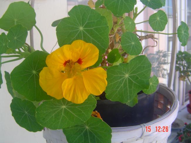 Name:  DSC00145.jpg
Views: 1290
Size:  40.8 KB