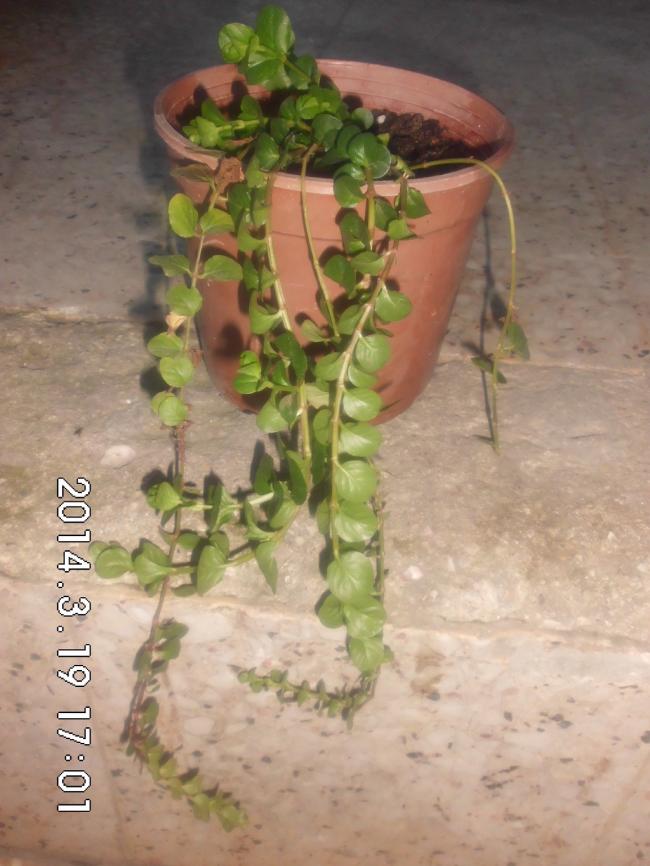 Name:  CIMG5413.jpg
Views: 1119
Size:  64.7 KB