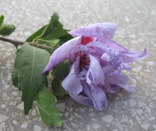 Name:  bunedir4.jpg
Views: 3894
Size:  32.8 KB