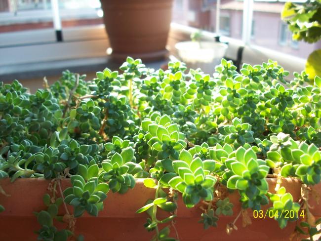 Name:  100_6593.jpg
Views: 1827
Size:  63.0 KB