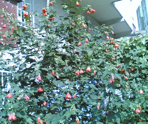 Name:  orj1.jpg
Views: 1075
Size:  66.3 KB