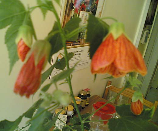 Name:  orj2.jpg
Views: 1144
Size:  24.8 KB
